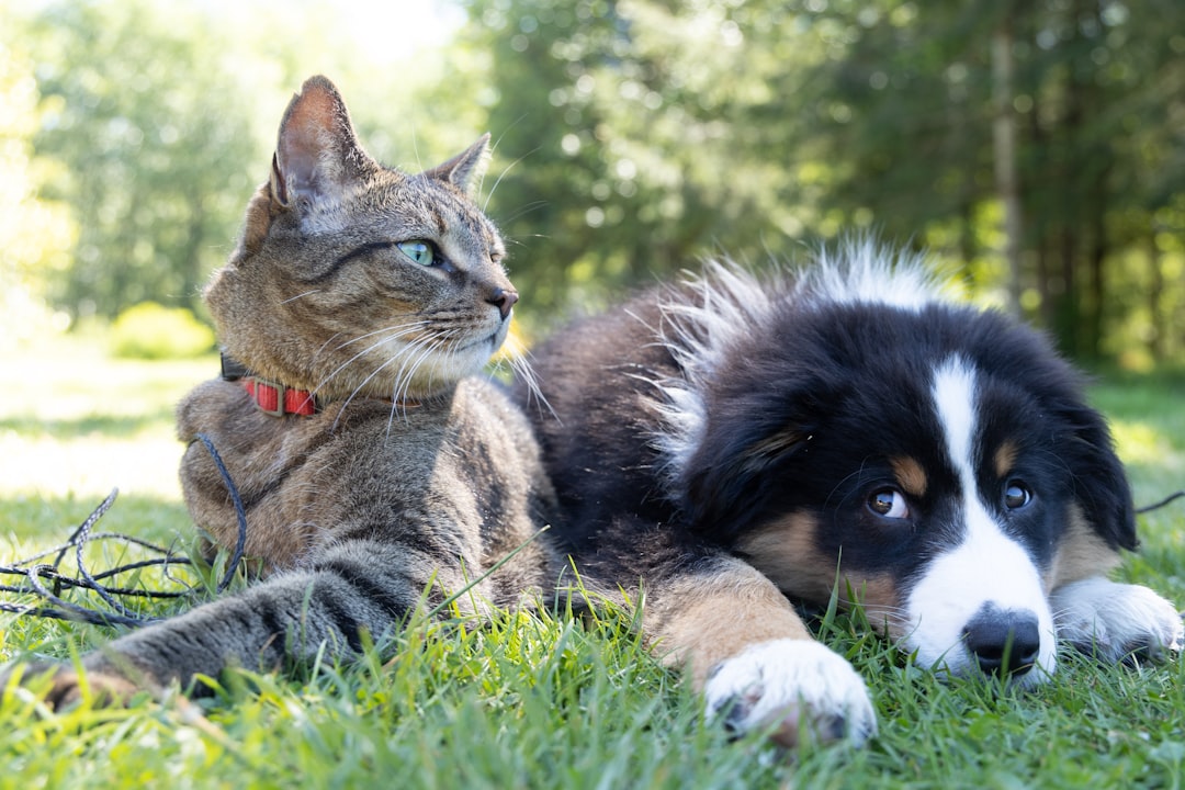 a-dog-and-a-cat-laying-in-the-grass-ouo1hbizwwo