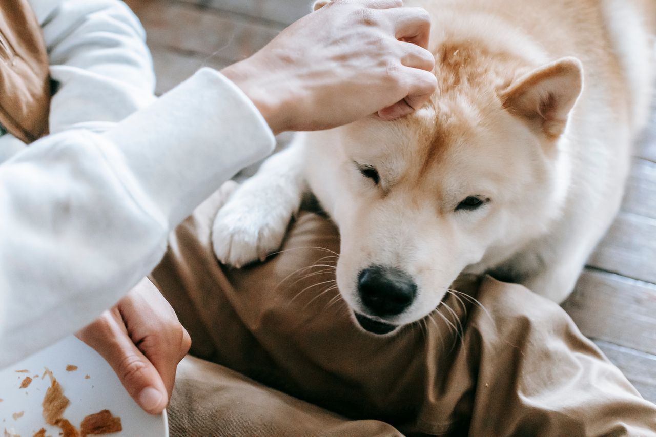 From above of crop anonymous person petting obedient cute Akita dog lying on floor and begging for snack