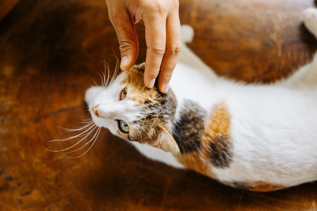 Close-up of a human hand petting a calico cat in a warm indoor setting.